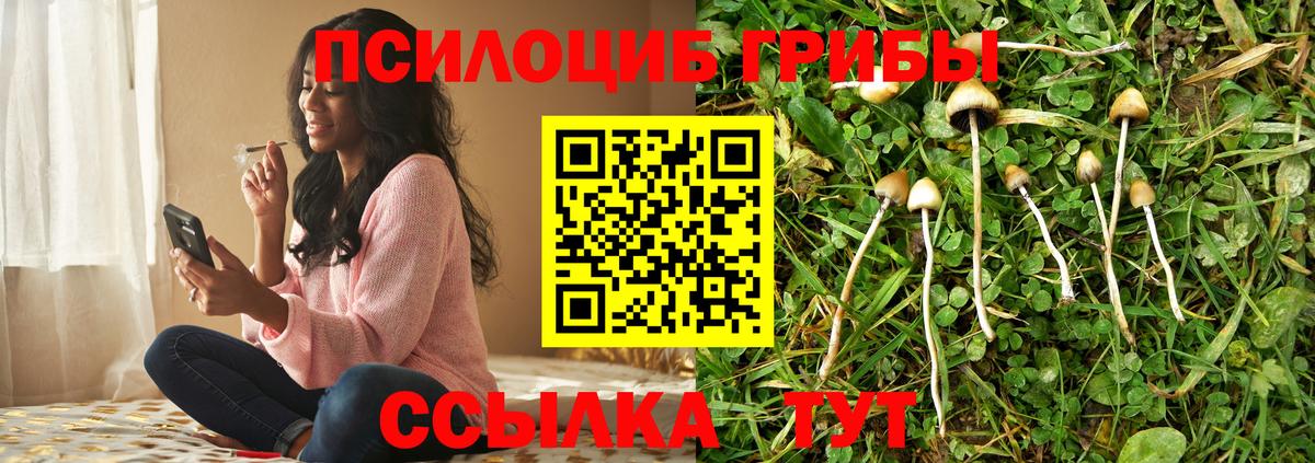Псилоцибиновые грибы Psilocybe Баксан
